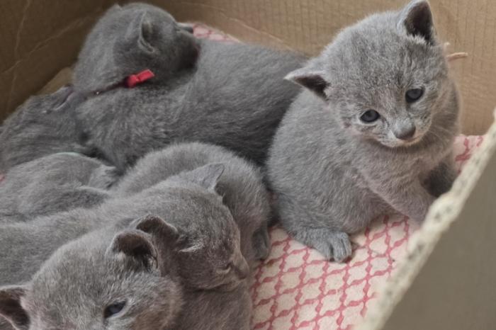 russisch blauw-kittens