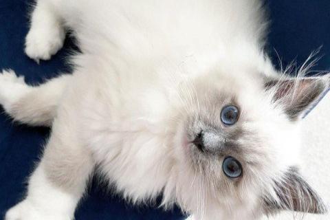 ragdoll-kittens met een lief 'poppengezichtje'