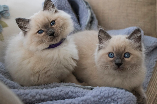 ragdoll-kittens met een lief 'poppengezichtje'
