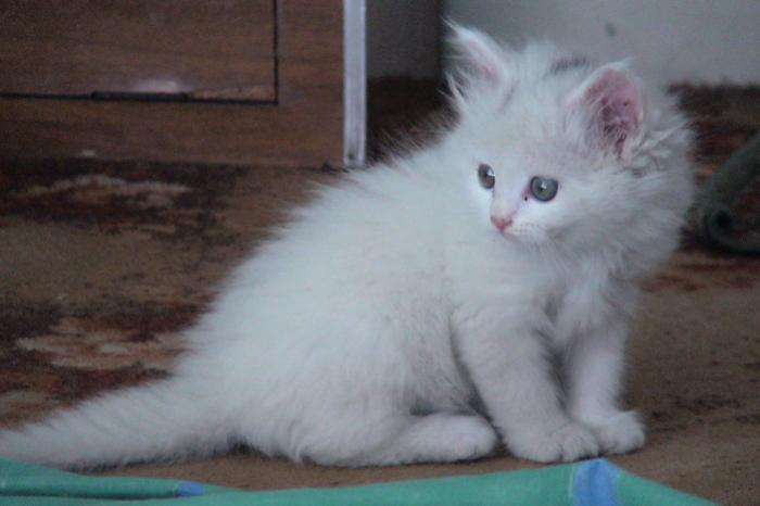 tica niangalistika witte perzische kittens (kater en poes)