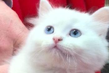 tica niangalistika witte perzische kittens (kater en poes)