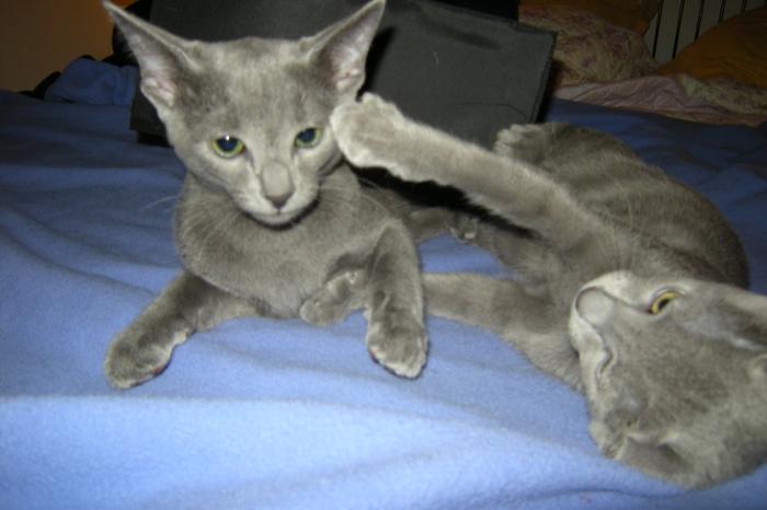 russisch blauwe kittens met blauwe ogen