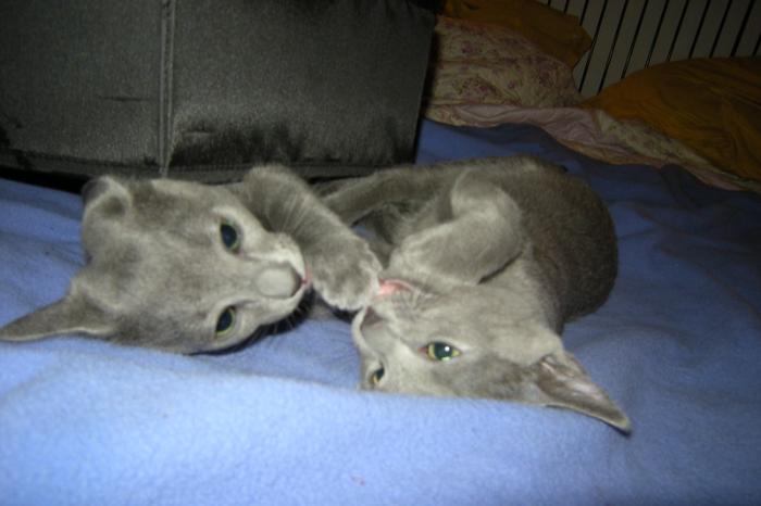 russisch blauwe kittens met blauwe ogen
