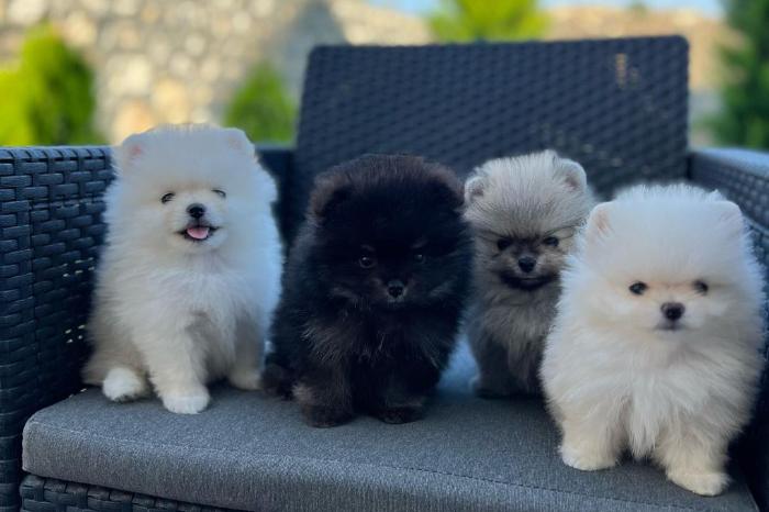 ?? zwergspitz-welpen (pomeranian) ??