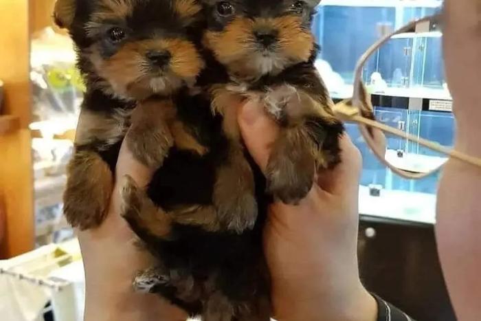 yorkshire-terrier-welpen