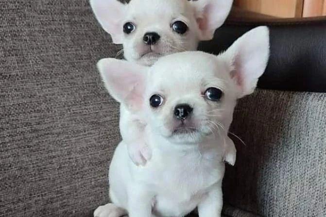 chihuahua-welpen