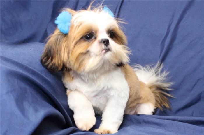 entzückende shih-tzu-welpen