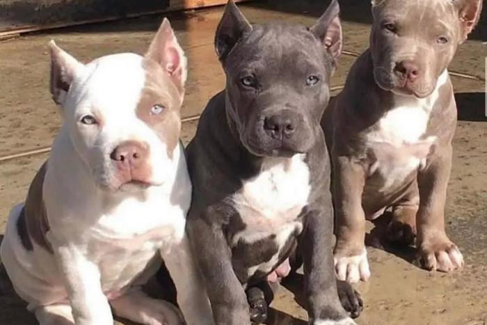 pitbull-welpen