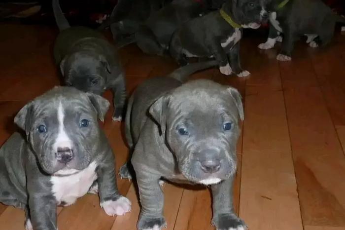 pitbull-welpen