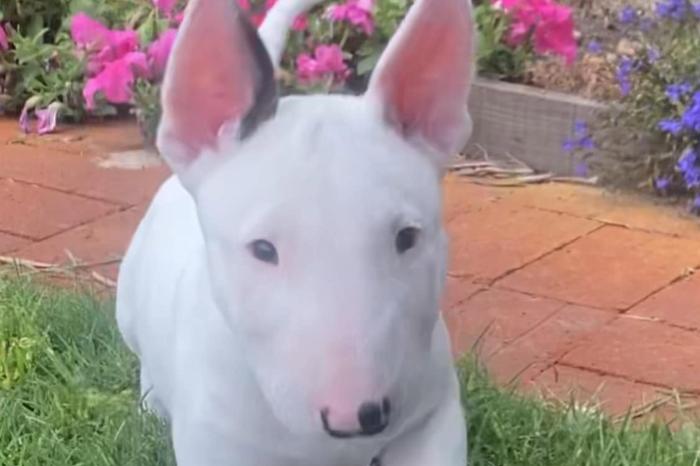 bullterrier-welpen