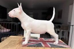 bullterrier-welpen