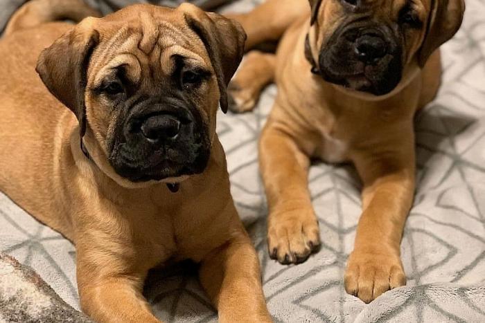 bullmastiff-welpen