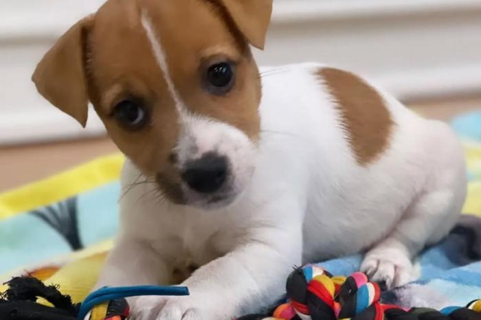 ?? jack-russell-terrier-welpen