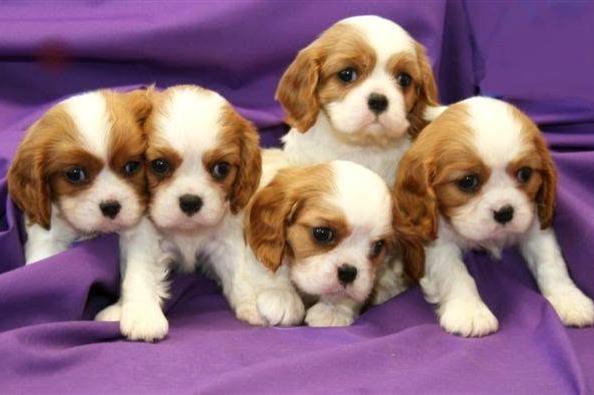cavalier king charles spaniel-welpen