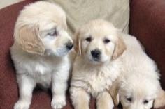 prachtige golden retriever-puppy's