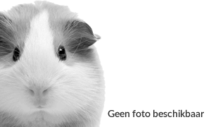 prachtige jonge hanen